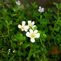 Brahmi